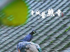 -都江堰普照寺