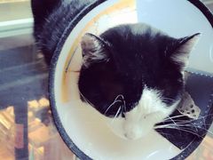 -猫的天空之城概念书店(杭州南宋御街店)