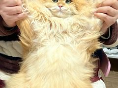 -欣宠猫屋·矮脚拿破仑·蓝金金渐层