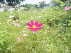 -松山湖梦幻百花洲
