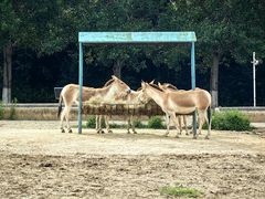 -哈尔滨北方森林动物园