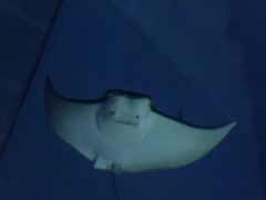 -暹罗海洋世界