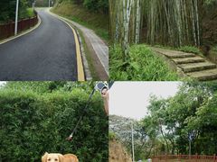 -黄埔油麻山森林公园