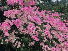 -莲花山公园