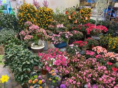 -双季花艺园艺市场(浦东店)