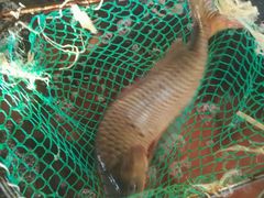 -官厅老勾渔馆(温泉店)