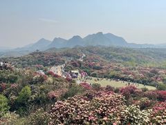 -贵州百里杜鹃风景名胜区