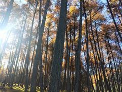 -硗碛藏寨·神木垒景区