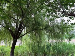 -西山漾湿地公园