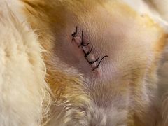 -爱侣宠医·鹦鹉专科·小型哺乳类·异宠专科(灵石路店)