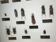 -上海昆虫博物馆