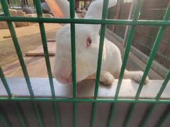 -羊亭河湿地公园