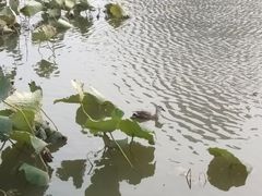 -前关湿地公园
