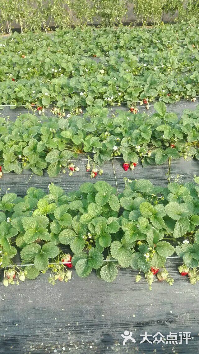 丁丁草莓园2017上传的图片
