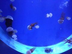 海蜇-泉城欧乐堡海洋极地世界