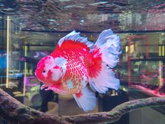 -青石桥花鸟鱼虫市场(叠翠城店)