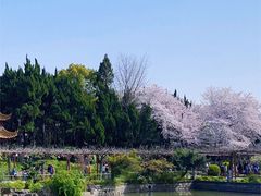 -嘉定紫藤园