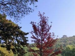 -香山公园