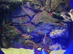 -大连圣亚海洋世界