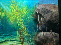 -上海海洋水族馆