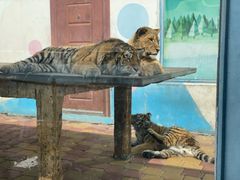 -大连森林动物园