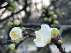 -上海植物园-4号门售票处