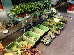 -循礼门鲜花花市(武汉循礼门店)