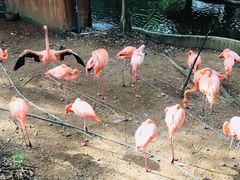 -清迈夜间动物园