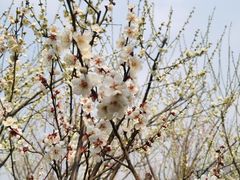 -香雪海