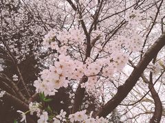 -武汉大学-樱园