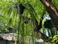 -Fern Forest Cafe
