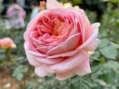 -人民公园(罗湖区)