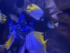 -成都浩海立方海洋公园