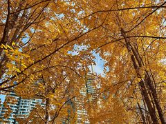 -重庆市江北嘴中央商务区中央公园