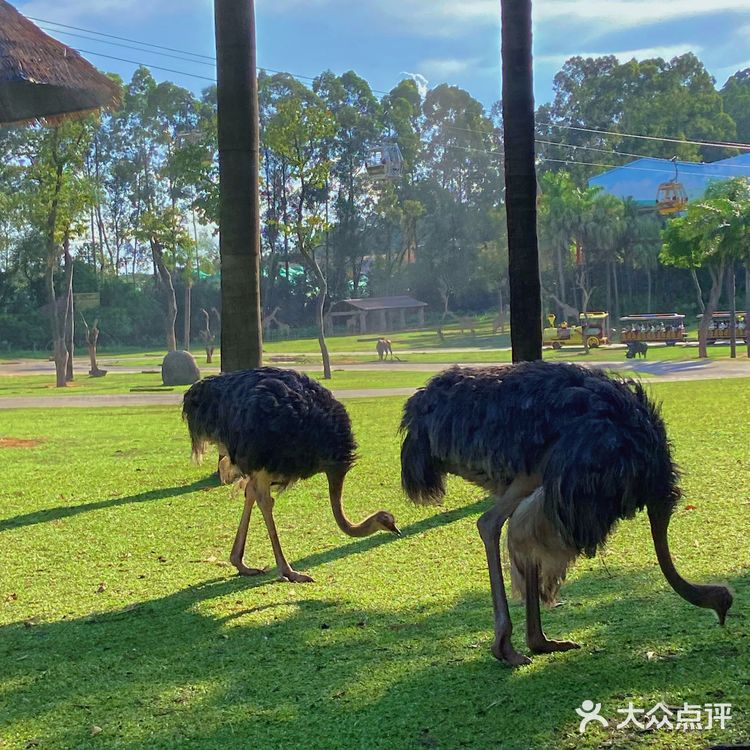 🦒长隆野生动物园游玩攻略｜拒绝踩坑❌注意事项大总结