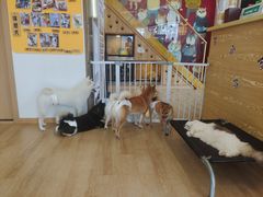-南京Hallo宠物乐园·哈罗犬舍·柴犬繁育基地