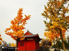 -大雁塔北广场音乐喷泉