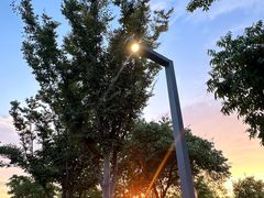 -上海滨江森林公园