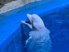 -海合安青岛极地海洋公园