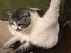 -猫猫幼稚园·撸猫·桌游·电玩