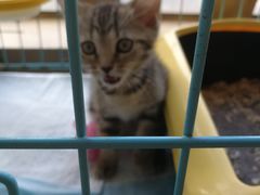 -猫咖时代(中山亭店)