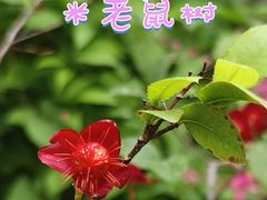 -国家植物园