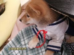 -逗柴咖啡屋·狗咖猫咖宠物桌游
