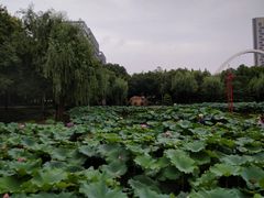 -陈家山荷花公园