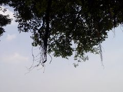 景点-大湾区中央湿地公园