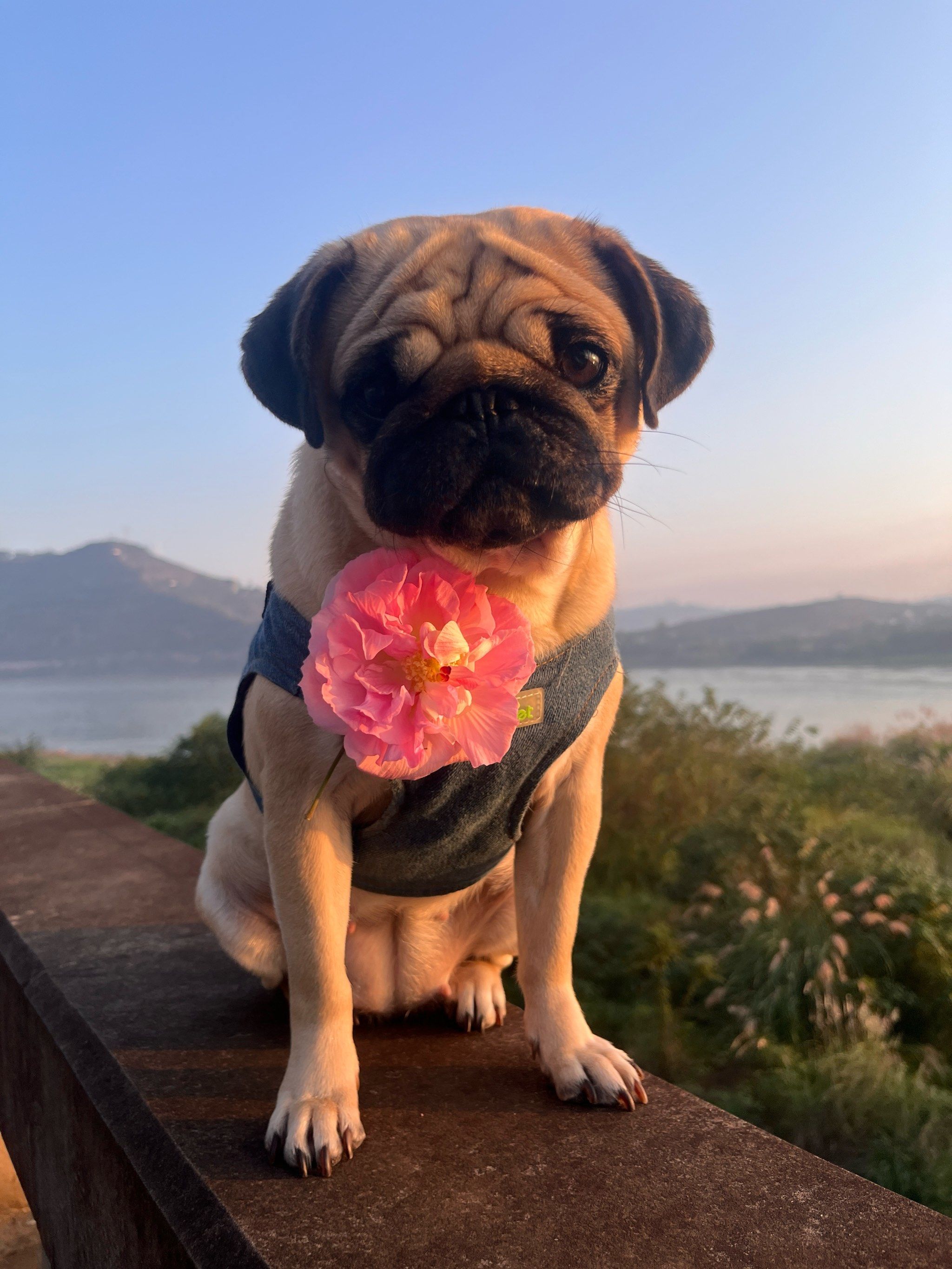 n\\n有一天一只可爱的巴哥犬乖乖