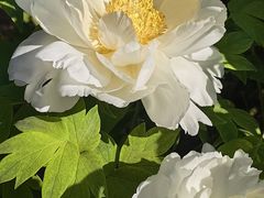 -洛阳市隋唐城遗址植物园