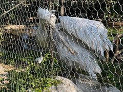 -石家庄市动物园