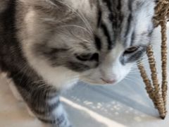 -飞行喵MR PILOT|猫舍·猫咖(静安大融城店)
