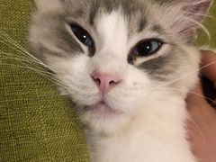 -派联宠物医院·24h·CT·异宠